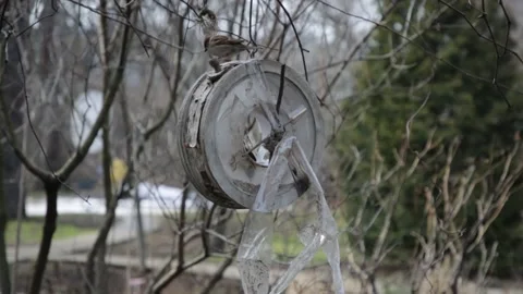 Sparrows sit on a garbage feeder, ugly bird feeder Stock Footage 131362952