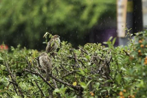 Sparrows sit in a hedge when it rains Stock Photos