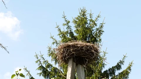 Sparrows sit on a large nest. Stock Footage 117437903