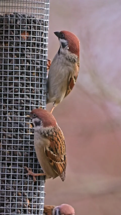 Sparrows sit near feeder and carefully look for seeds while feeding in slow.. Stock Footage 328731669