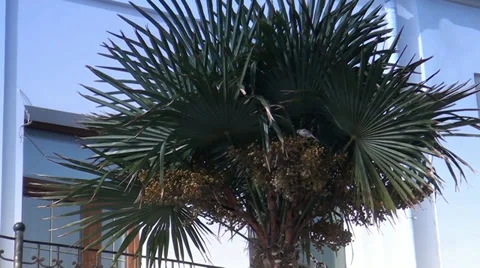 Sparrows sit on a palm Stock Footage 35184315