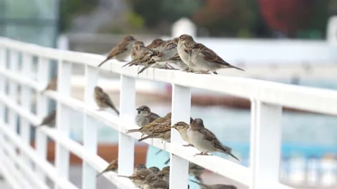 Sparrows sit on a white rail Stock-Footage 163451081