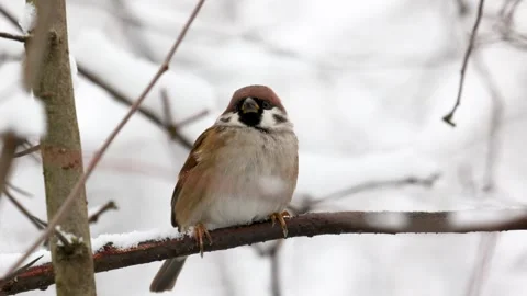 A sparrows sits on a tree branch on winter day Stock Footage 306373131
