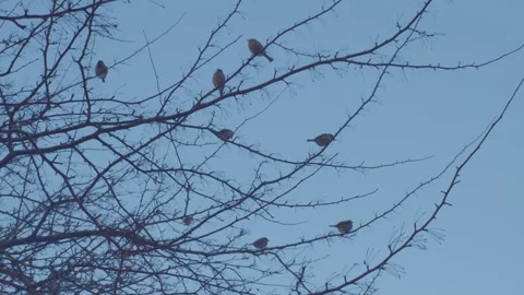 Sparrows sitting on a branch Stock Footage 265176693