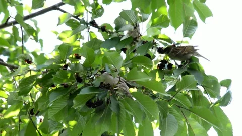 Sparrows is sitting on an cherries tree Stock Footage 134299421