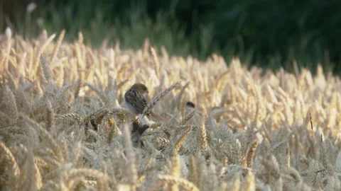 Sparrows sitting on the ears of grain in a grainfield 스톡 동영상 278866436