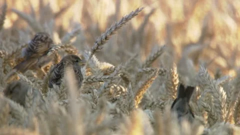 Sparrows sitting on the ears of grain in a grainfield Stock Footage 278866439