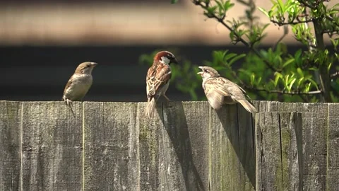 Sparrows  sitting on fence Stock Footage 197377118