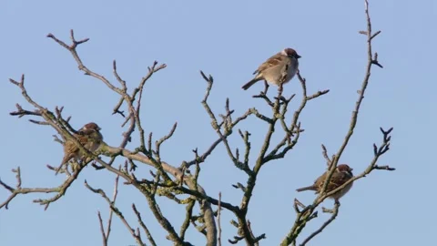 Sparrows sitting in a tree Stock Footage 299790173