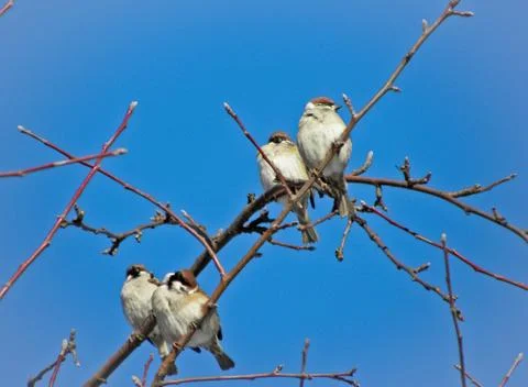 Sparrows sitting on a tree Stock Photos