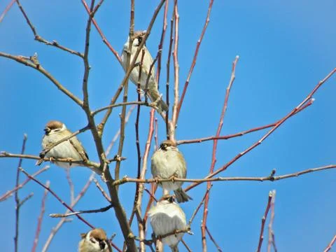 Sparrows sitting on a tree Stock Photos