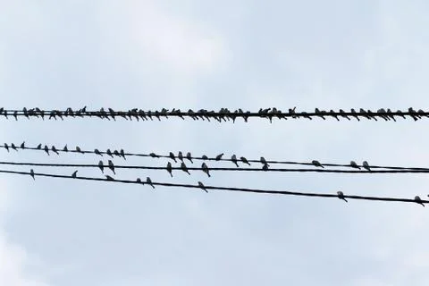 Sparrows sitting on wires Stock Photos