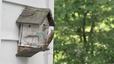 Sparrows in Slow Motion Stock Footage 227658514