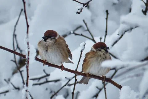 Sparrows on snow-covered trees. Stock Photos