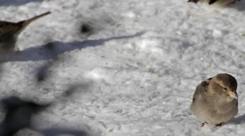 Sparrows in the snow Vidéo 1217162