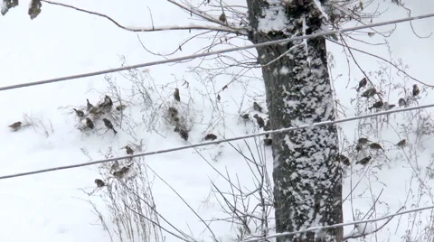 Sparrows in the snow Stock Footage 42996745