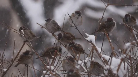 Sparrows on the snow Stock Footage 72529769