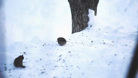 Sparrows on the snow pecking grain Stock Footage 86563467