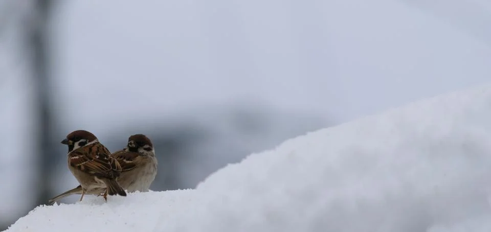 Sparrows in the snow Foto stock