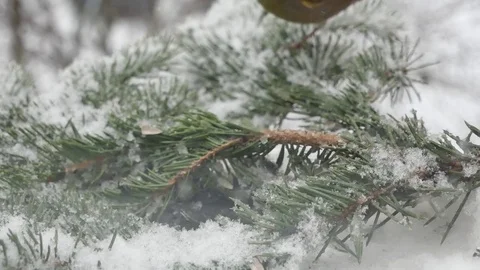 Sparrows in snowfall. Video stock 116883164