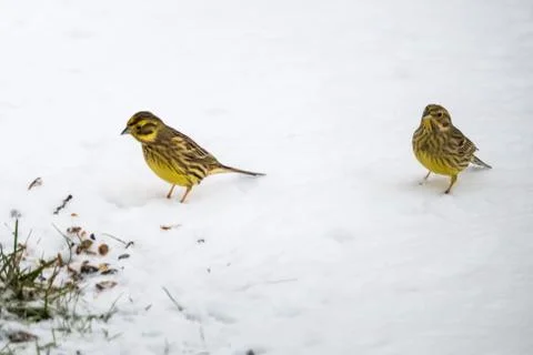 Sparrows on a snowy ground Stock Photos