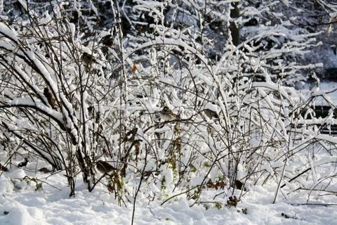 Sparrows on a snowy shrub Stock Photos