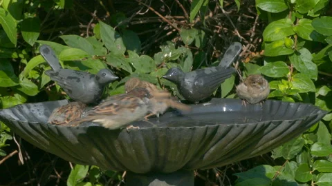 Sparrows splashing about in a bird bath. Stock Footage 139212671