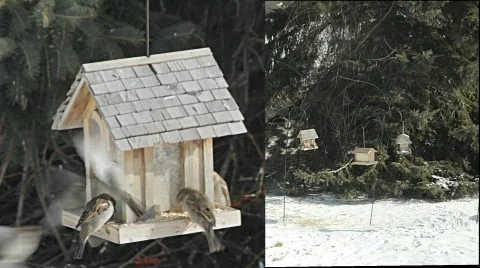 Sparrows in split screen Stock Footage 620679