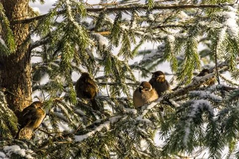 Sparrows on spruce branches Stock Photos
