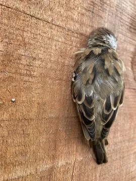A Sparrow's Stillness on Wood Foto stock