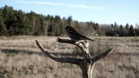 Sparrows struggle to find a place on a tree branch. Stock-Footage 172263317
