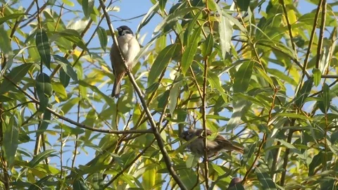 Sparrows on a Summer Tree Stock Footage 102520324