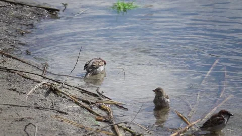 Sparrows swim in the pond Stock-Footage 132441456