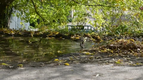 Sparrows swim in a puddle under a green tree branch. in the summer, the birds Video stock 164448852