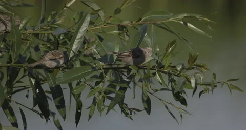 Sparrows swing on twigs, 4K slomo Stock Footage 222015932