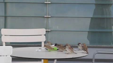Sparrows on a table in a cafe Stock Footage 64058485