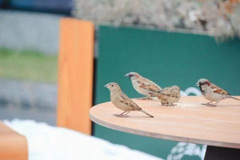 Sparrows on a table in a cafe in winter Stock Photos