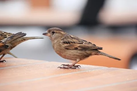Sparrows on a table in a cafe in winter Stock Photos