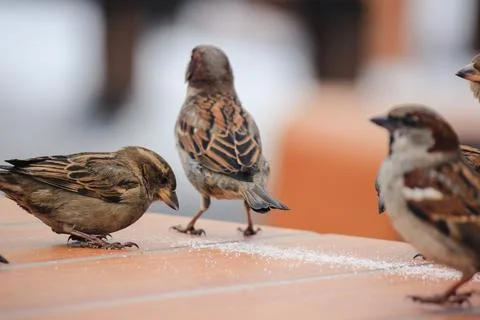 Sparrows on a table in a cafe in winter Stock Photos