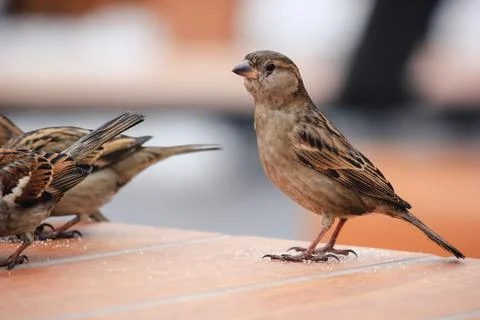 Sparrows on a table in a cafe in winter Stock Photos