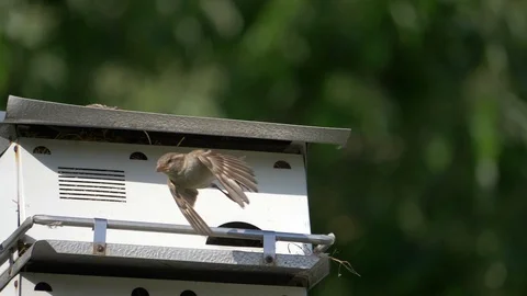 Sparrows take flight in slow motion - three clips HD Stockbeeldmateriaal 107610893