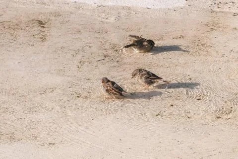 Sparrows taking a bath in a puddle in summer passer domesticus Stock Photos
