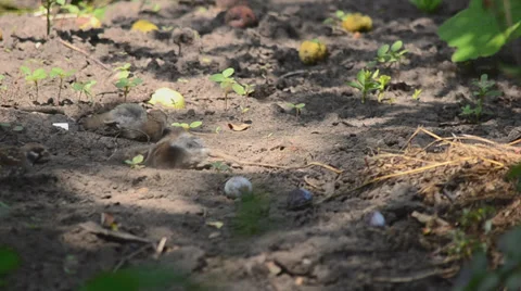 Sparrows taking a shower in the dust Stockbeeldmateriaal 27500599