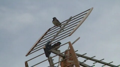 Sparrows on television antennas Vidéo 342616