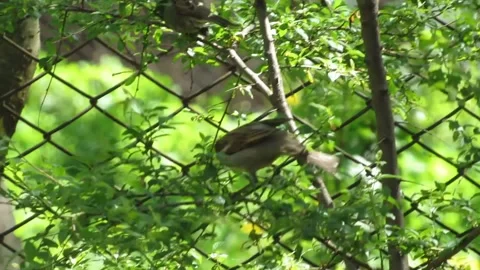 Sparrows on a tree branch Video stock 307851501