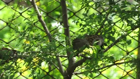 Sparrows on a tree branch Video stock 307851524