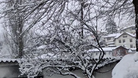 Sparrows on tree branches covered with snow on a winter day. Stock Footage 170389488