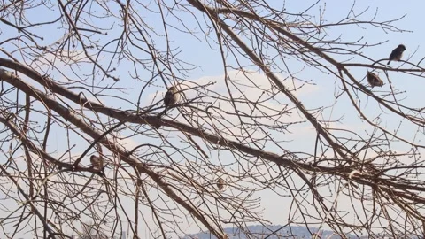 Sparrows On the Tree Branches Stock Footage 274844551