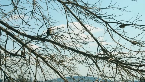 Sparrows On the Tree Branches Stock Footage 274844554