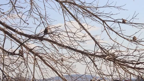Sparrows On the Tree Branches Stock Footage 274844556